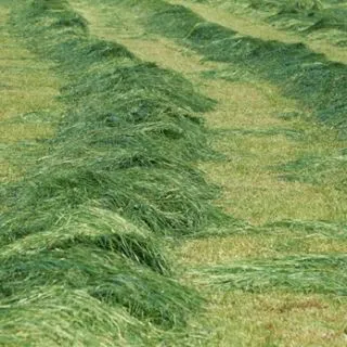 Compra CORTE ÚNICO ANUAL SUELO ÁCIDO (25 Kgr.). en la tienda online Fito Agrícola