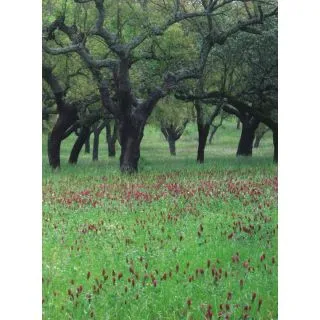 Compra PLURIANUAL FORESTALES SUELO ÁCIDO (25 Kgr.). en la tienda online Fito Agrícola