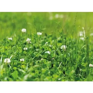 Compra REGADIO MONTAÑA (20 Kgr.). en la tienda online Fito Agrícola