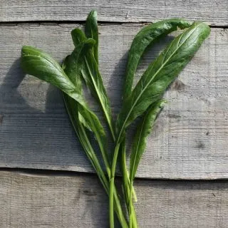 Compra MIBUNA AB (300 Semillas). en la tienda online Fito Agrícola