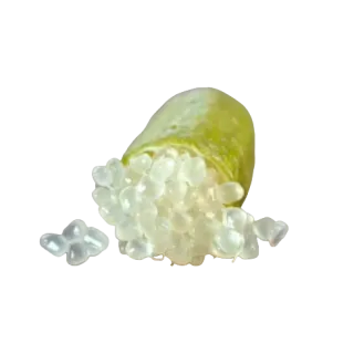 Compra MICROCITRUS FAUSTRIME - 25 en la tienda online Fito Agrícola