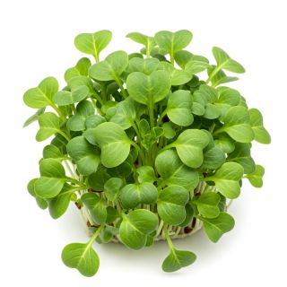 Compra MIZUNA VERDE MICROGREENS (5 Kgr.). en la tienda online Fito Agrícola