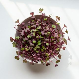 Compra MIZUNA ROJA MICROGREENS (500 gr.). en la tienda online Fito Agrícola