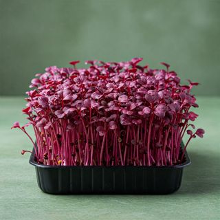 Compra MOSTAZA KOMATSUNA ROJA MICROGREENS ECOLÓGICA (500 gr.). en la tienda online Fito Agrícola