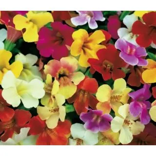 Compra MIMULUS MEZCLA PLANTEL DESARROLLADO (28 Plantas) en la tienda online Fito Agrícola