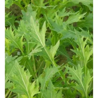 Compra MIZUNA VERDE BABY LEAF ECOLÓGICA (50 gr.). en la tienda online Fito Agrícola