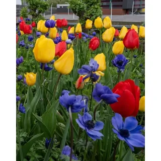 Compra MONDRIAAN MIX (100 Unid.). en la tienda online Fito Agrícola