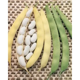 Compra JUDÍA MONTALBANO (5 Kgr.) en la tienda online Fito Agrícola