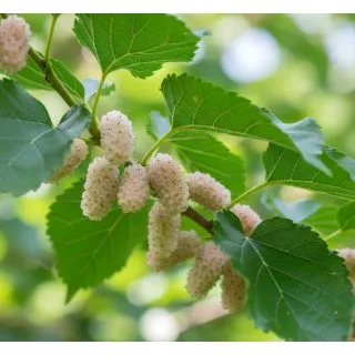 Compra MORERA DE FRUTO BLANCO en la tienda online Fito Agrícola