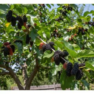 Compra MORERA DE FRUTO NEGRO en la tienda online Fito Agrícola