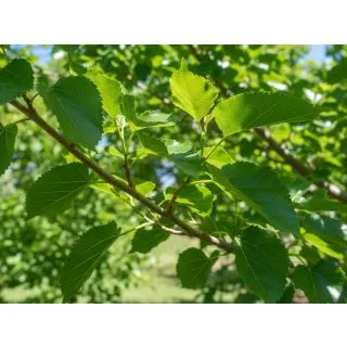 Compra MORERA SIN FRUTOS en la tienda online Fito Agrícola