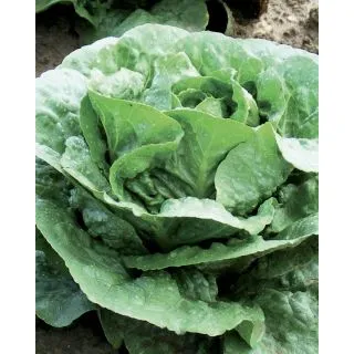 Compra LECHUGA MORTARELLA VERDE D'INVERNO Pildorada (5.000 Semillas) en la tienda online Fito Agrícola