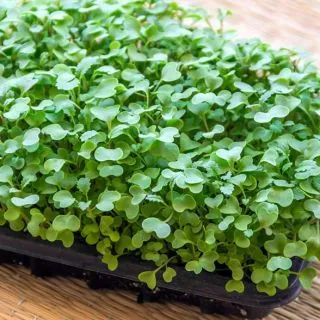 Compra MOSTAZA BLANCA MICROGREENS (5 Kgr.). en la tienda online Fito Agrícola