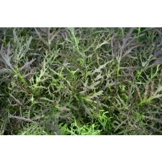 Compra MOSTAZA RUBY STREAKS (10.000 Semillas) en la tienda online Fito Agrícola