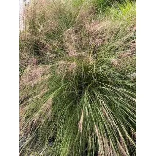 Compra MUHLENBERGIA ROSY (144 Plantas). en la tienda online Fito Agrícola