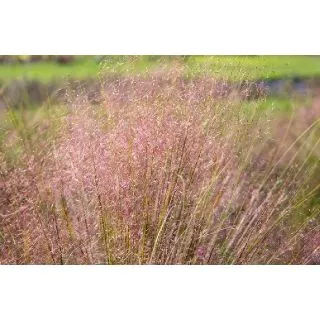 Compra MUHLENBERGIA RUBY (144 Plantas). en la tienda online Fito Agrícola