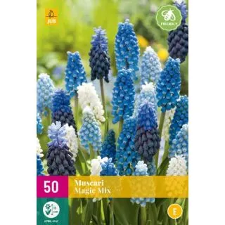 Compra MUSCARI MAGIC MIX XXL en la tienda online Fito Agrícola