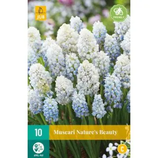 Compra MUSCARI NATURE'S BEAUTY en la tienda online Fito Agrícola