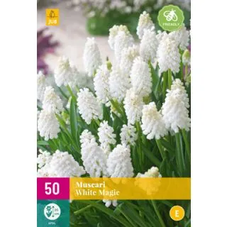 Compra MUSCARI WHITE MAGIC XXL en la tienda online Fito Agrícola