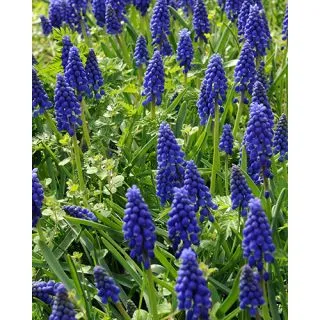 Compra MUSCARI ARMENIACUM (100 Unid.). en la tienda online Fito Agrícola