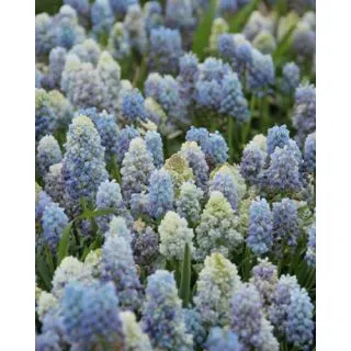Compra MUSCARI NATURE'S BEAUTY (100 Unid.). en la tienda online Fito Agrícola