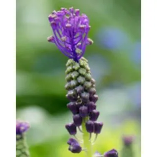Compra MUSCARI COMOSUM (100 Unid.). en la tienda online Fito Agrícola