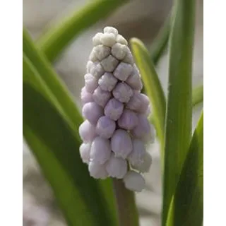 Compra MUSCARI PINK SUNRISE (100 Unid.). en la tienda online Fito Agrícola
