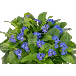 Compra MYOSOTIS BELLAMY BLUE (240 Plantas). en la tienda online Fito Agrícola