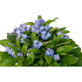 Compra MYOSOTIS BELLAMY LIGHT BLUE (240 Plantas). en la tienda online Fito Agrícola