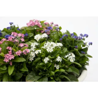 Compra MYOSOTIS BELLAMY MEZCLA (240 Plantas). en la tienda online Fito Agrícola