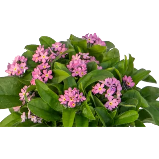 Compra MYOSOTIS BELLAMY PINK (240 Plantas). en la tienda online Fito Agrícola
