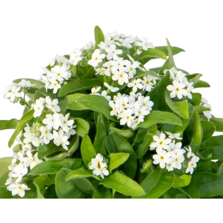 Compra MYOSOTIS BELLAMY WHITE (240 Plantas). en la tienda online Fito Agrícola