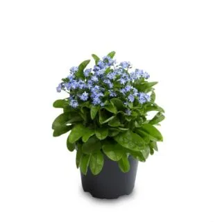 Compra MYOSOTIS LAURA BLUE (1000 Semillas). en la tienda online Fito Agrícola