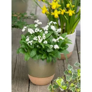 Compra MYOSOTIS LAURA WHITE (1000 Semillas). en la tienda online Fito Agrícola