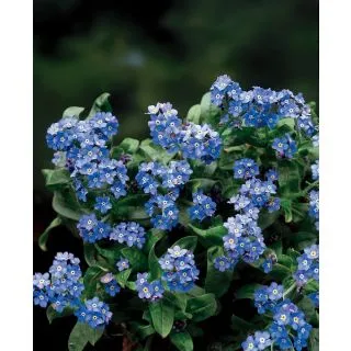 Compra MYOSOTIS NINA EARLY BLUE (1000 Semillas). en la tienda online Fito Agrícola