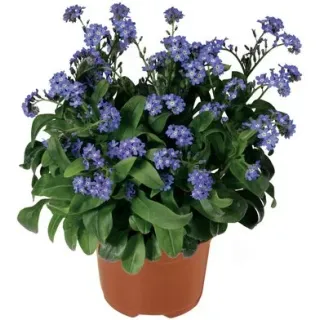 Compra MYOSOTIS NINA INDIGO (1000 Semillas). en la tienda online Fito Agrícola