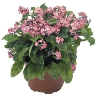 Compra MYOSOTIS ROSYLVA (1000 Semillas). en la tienda online Fito Agrícola