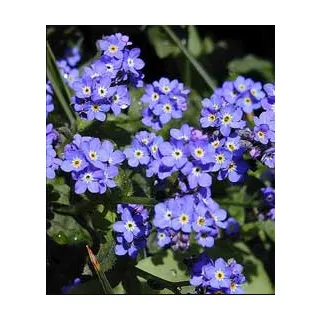 Compra MYOSOTIS SNOWYLVA (1000 Semillas). en la tienda online Fito Agrícola