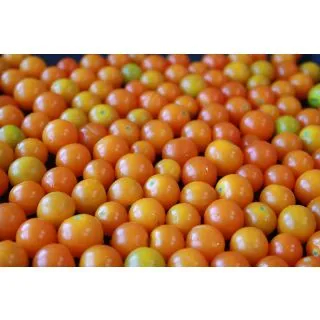 Compra TOMATE CHERRY NARANJA M11 en la tienda online Fito Agrícola