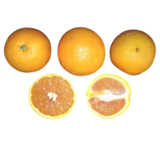 Compra NARANJO CARA CARA - 17 en la tienda online Fito Agrícola