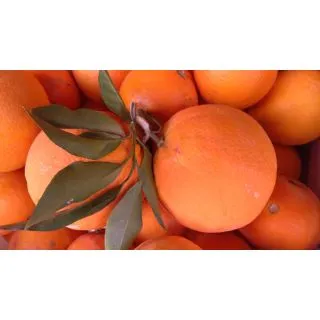 Compra NARANJO NAVELINO - 17 en la tienda online Fito Agrícola