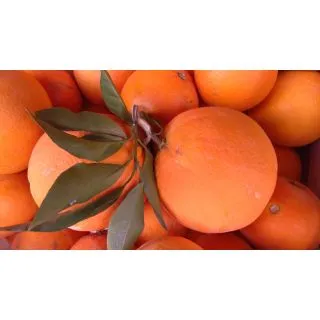 Compra NARANJO NAVELINO - 25 en la tienda online Fito Agrícola