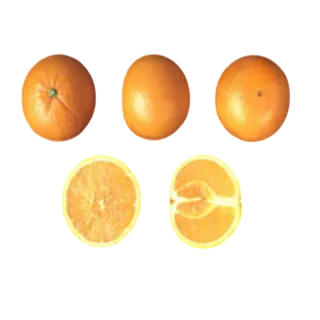 Compra NARANJO LANE LATE - 17 en la tienda online Fito Agrícola