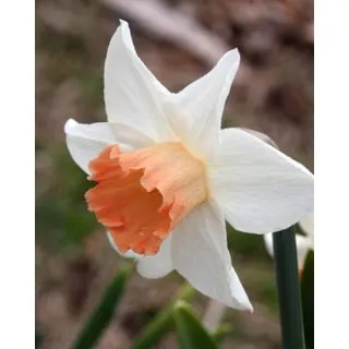 Compra NARCISOS ACCENT (100 Unid.). en la tienda online Fito Agrícola