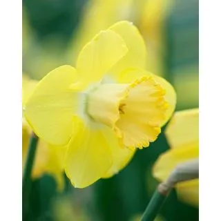 Compra NARCISOS AVALON (100 Unid.). en la tienda online Fito Agrícola