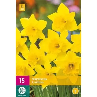 Compra NARCISOS CARLTON XXL en la tienda online Fito Agrícola
