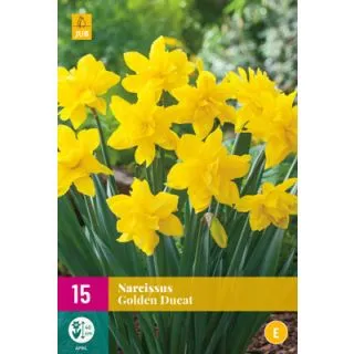 Compra NARCISOS GOLDEN DUCAT XXL en la tienda online Fito Agrícola
