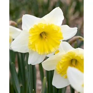 Compra NARCISOS ICE FOLLIES (100 Unid.). en la tienda online Fito Agrícola