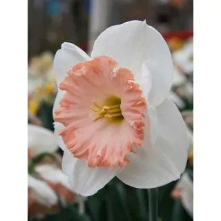 Compra NARCISOS MON CHERI (100 Unid.). en la tienda online Fito Agrícola
