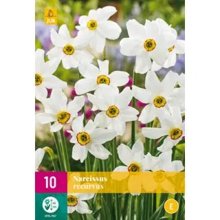 Compra NARCISOS RECURVUS XXL en la tienda online Fito Agrícola